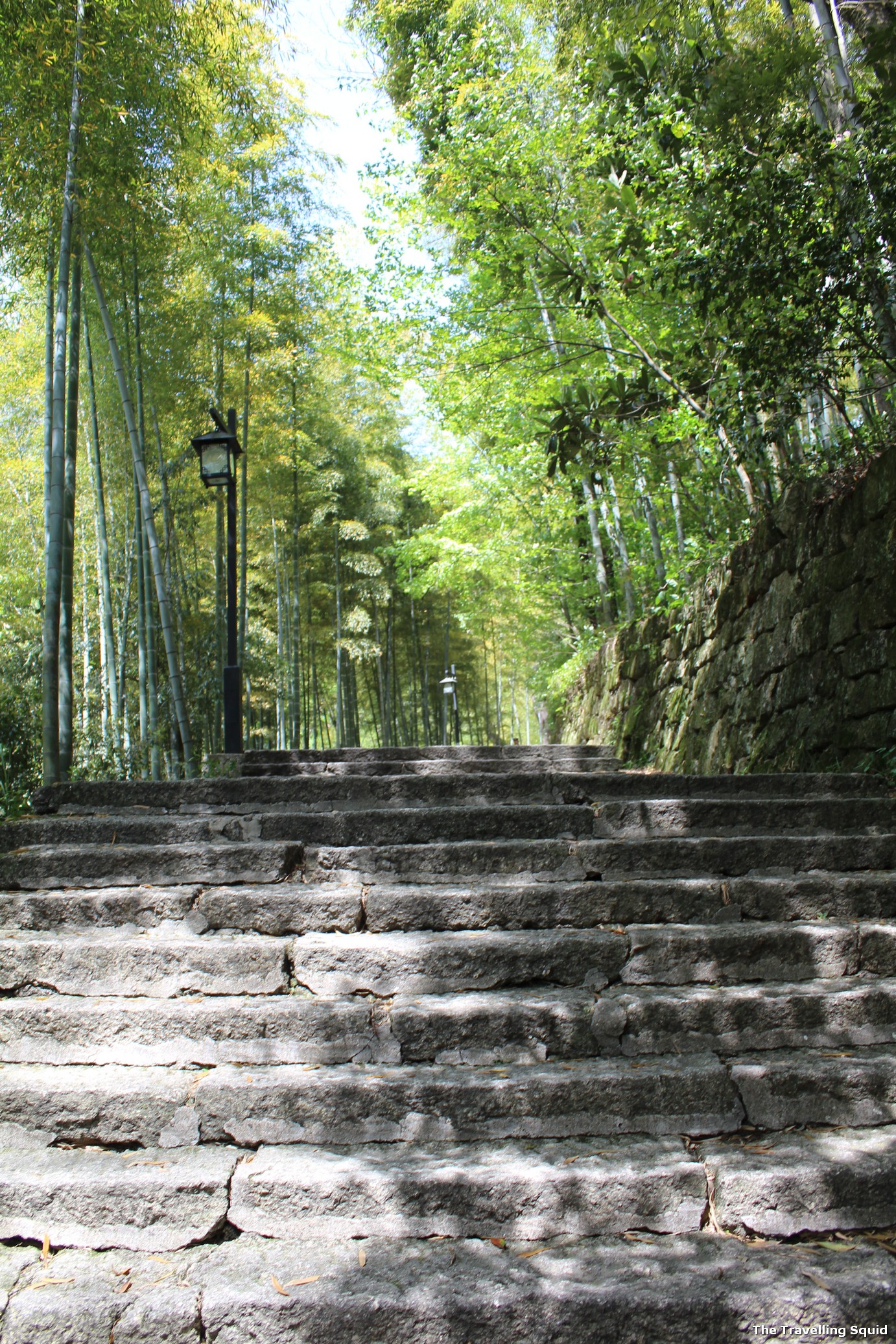 huangshan bamboo forest