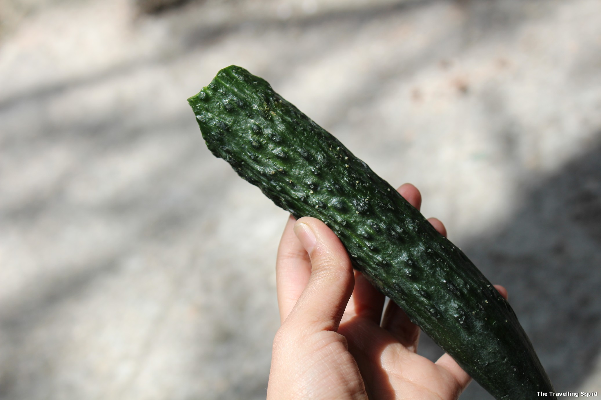 huangshan cucumber on sale