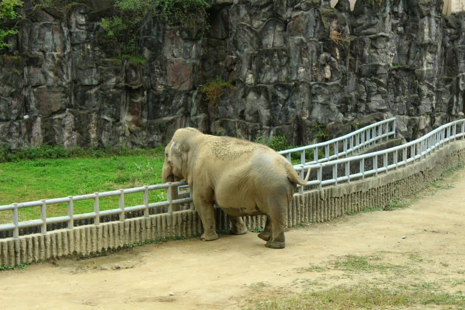 seoul grand park elephant