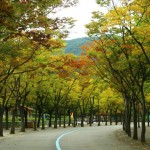 A Day at Seoul Grand Park – Meeting Seoul’s seniors and little ones