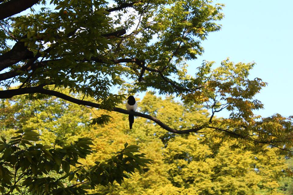 Gyeongbokgung autumn trees birds