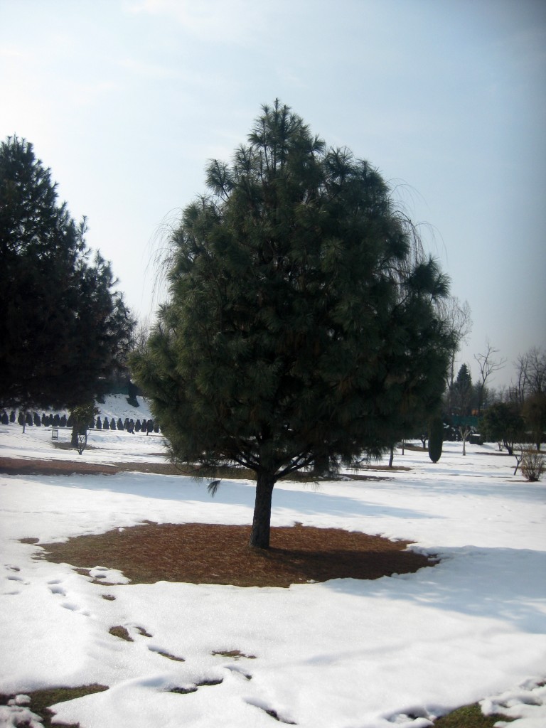 srinagar botanical gardens chinar