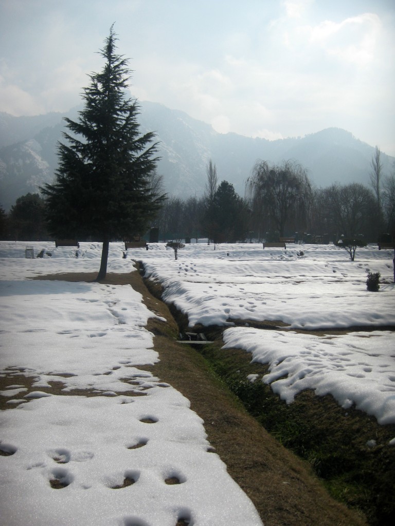 srinagar botanical gardens fir abies tree