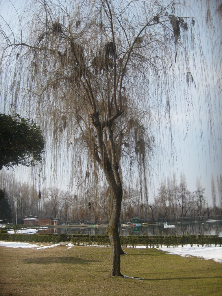 botanical gardens srinagar willow tree