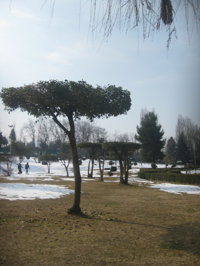 srinagar botanical gardens kashmir