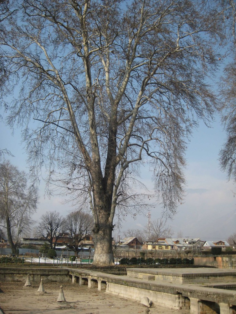 Shalimar Bagh Srinagar fir tree