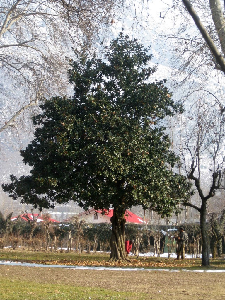 Shalimar Bagh Srinagar chinar tree
