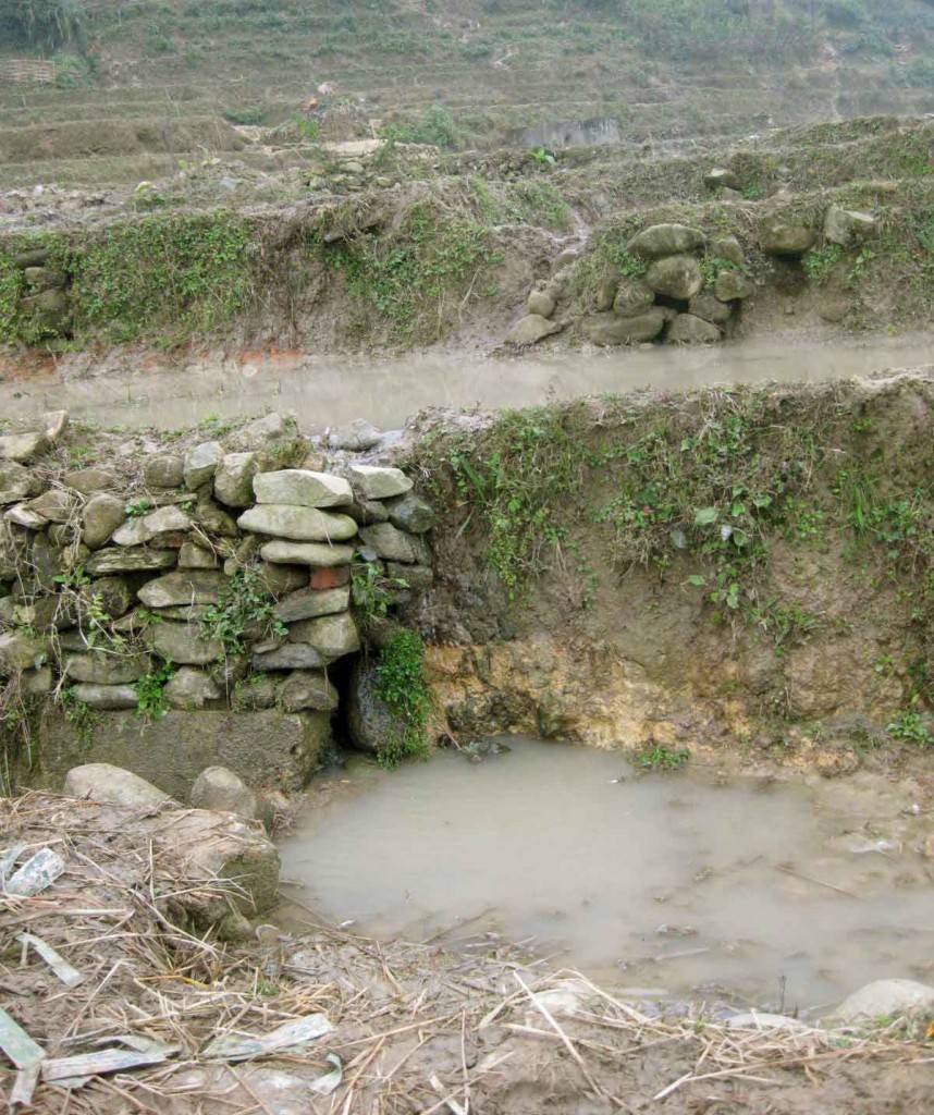 Sapa rice terrace 