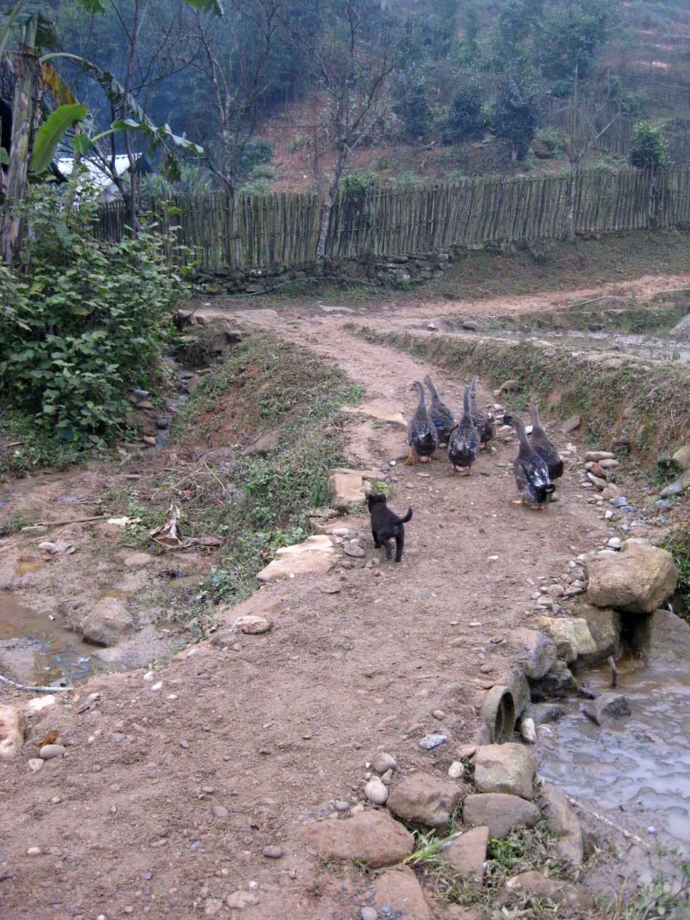 Sapa minority village farm animals