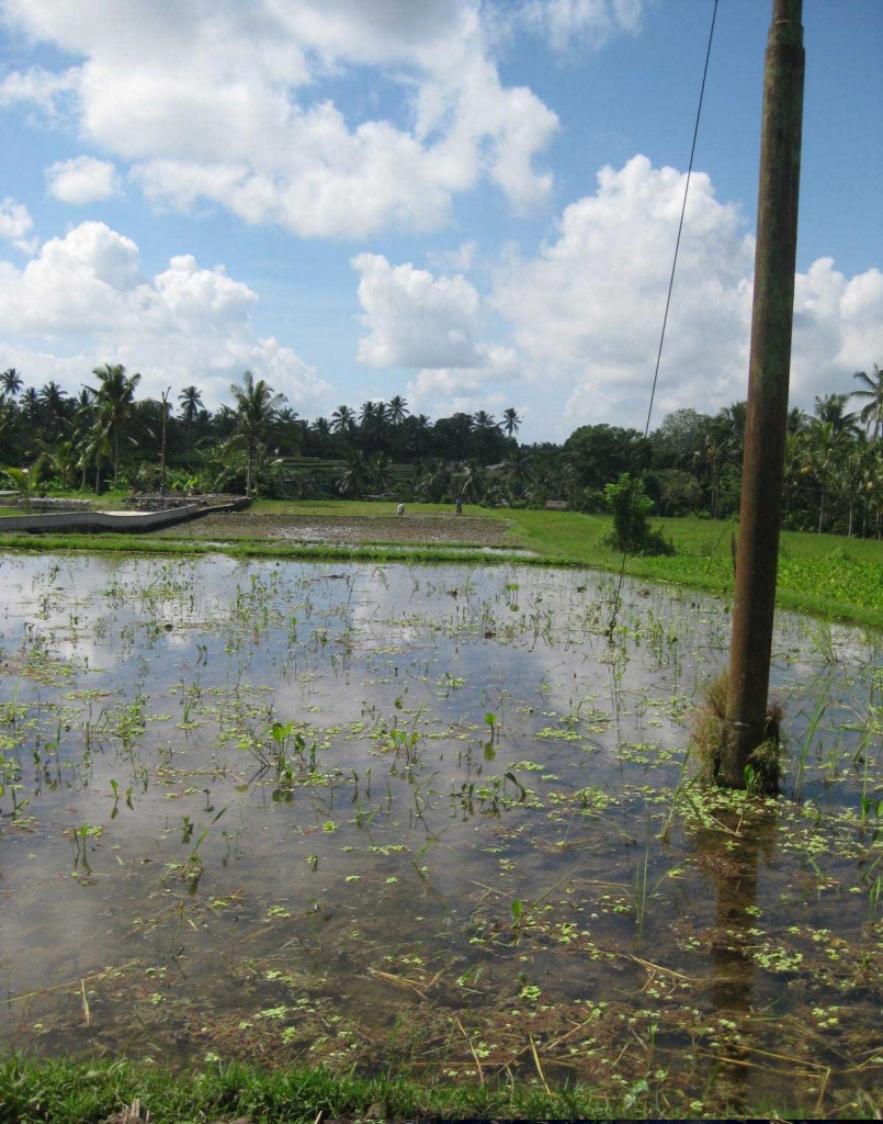 Rice paddy ubud bali trek