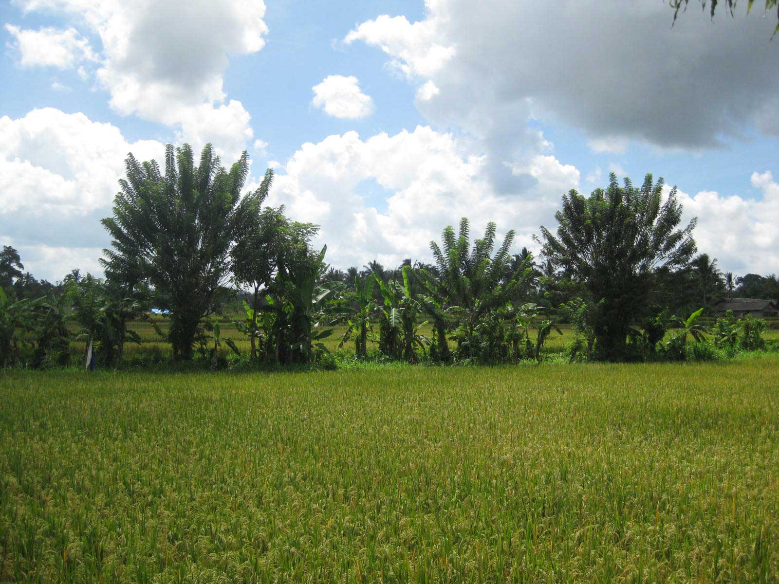 Photo Story The rice plantations  of Ubud  Bali The 