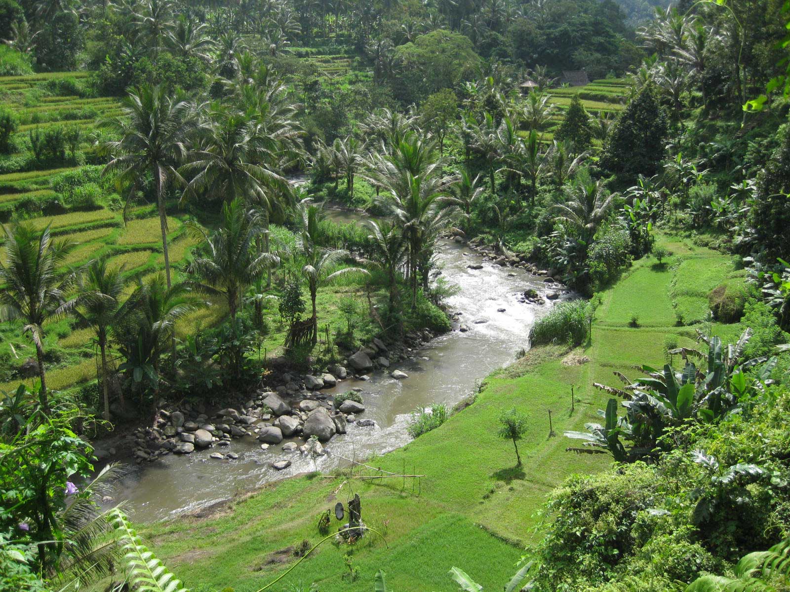 10 reasons to go trekking in Ubud Bali  The Travelling Squid