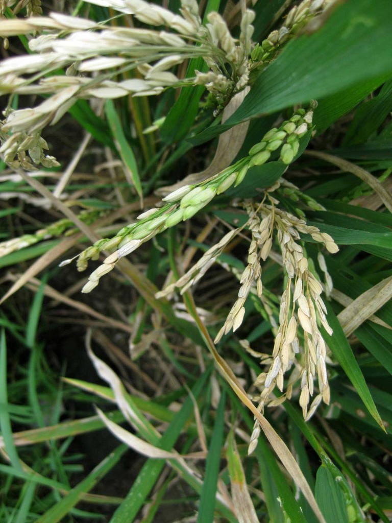 rice plantations of Ubud Bali