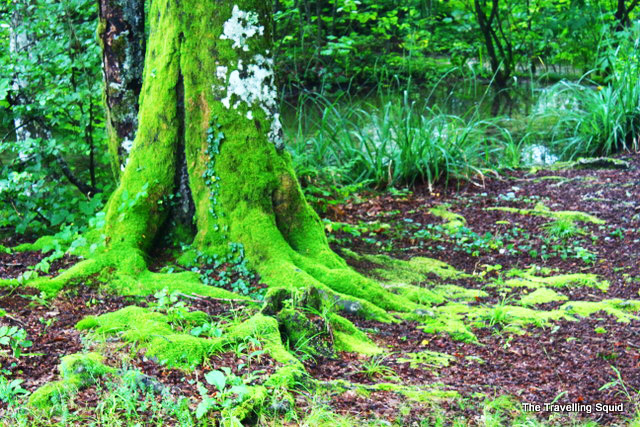 plitvice lakes green mosses sedimentation
