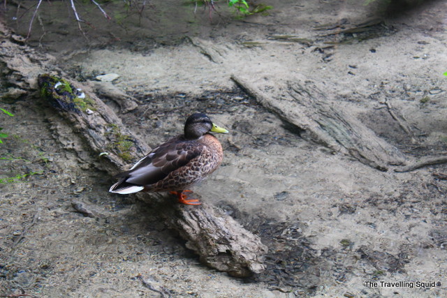 plitvice lakes ducks living
