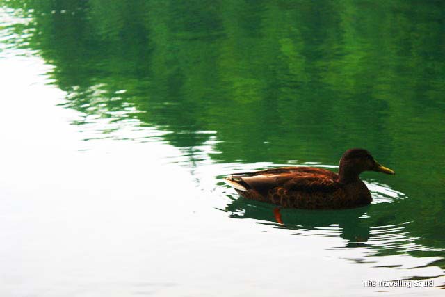 plitvice lakes ducks