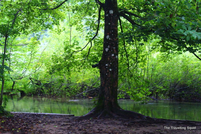 plitvice lakes trees water