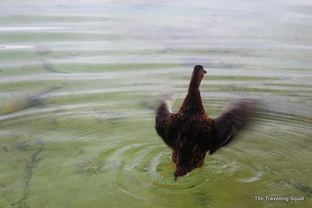 plitvice lakes ducks living