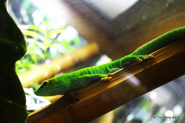 california academy of sciences osher rainforest lizard