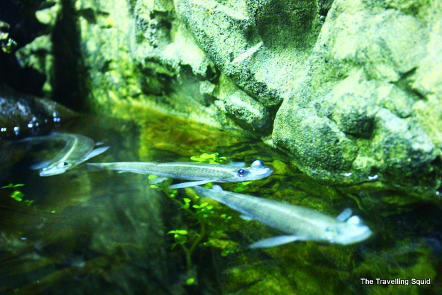 california academy of sciences osher rainforest amazon flooded trails