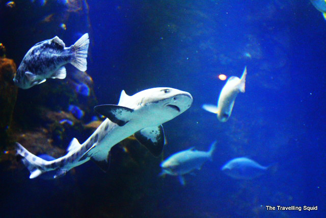california academy of sciences coral reefs sharks
