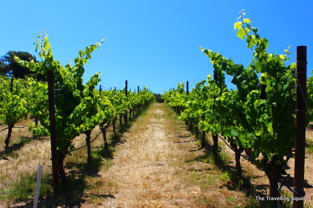 nicholson ranch california wine tour