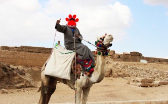 horrible camel driver egypt pyramids