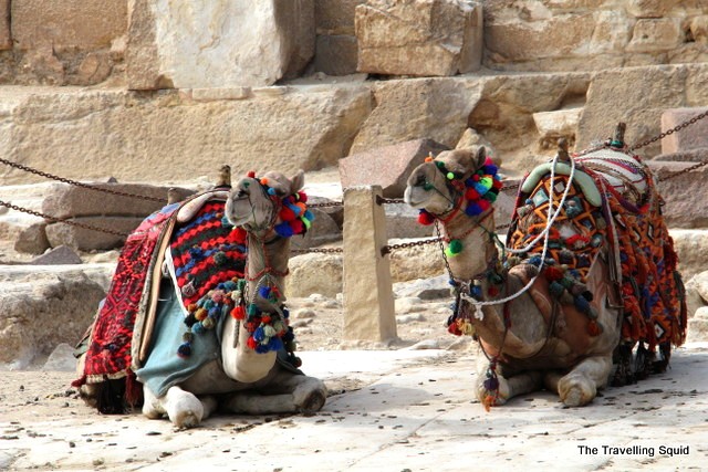 camel pyramids giza egypt scam