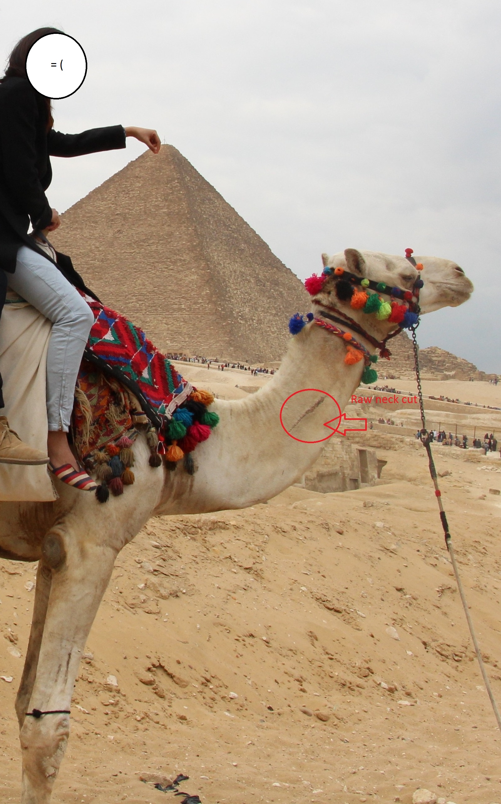 Ill treatment of camels at the Pyramids