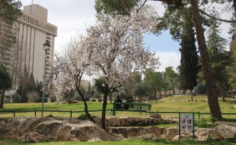 white cherry blossom israel