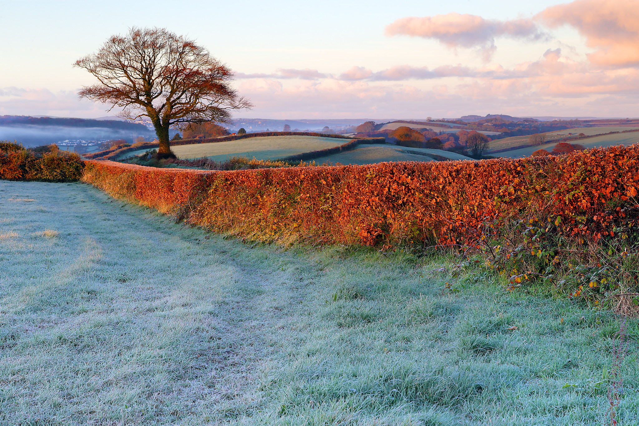 Hedgerows перевод. Hedgerow. Hedgerows. England Hedgerow. Hedgerow Full of traveler’s Joy,.