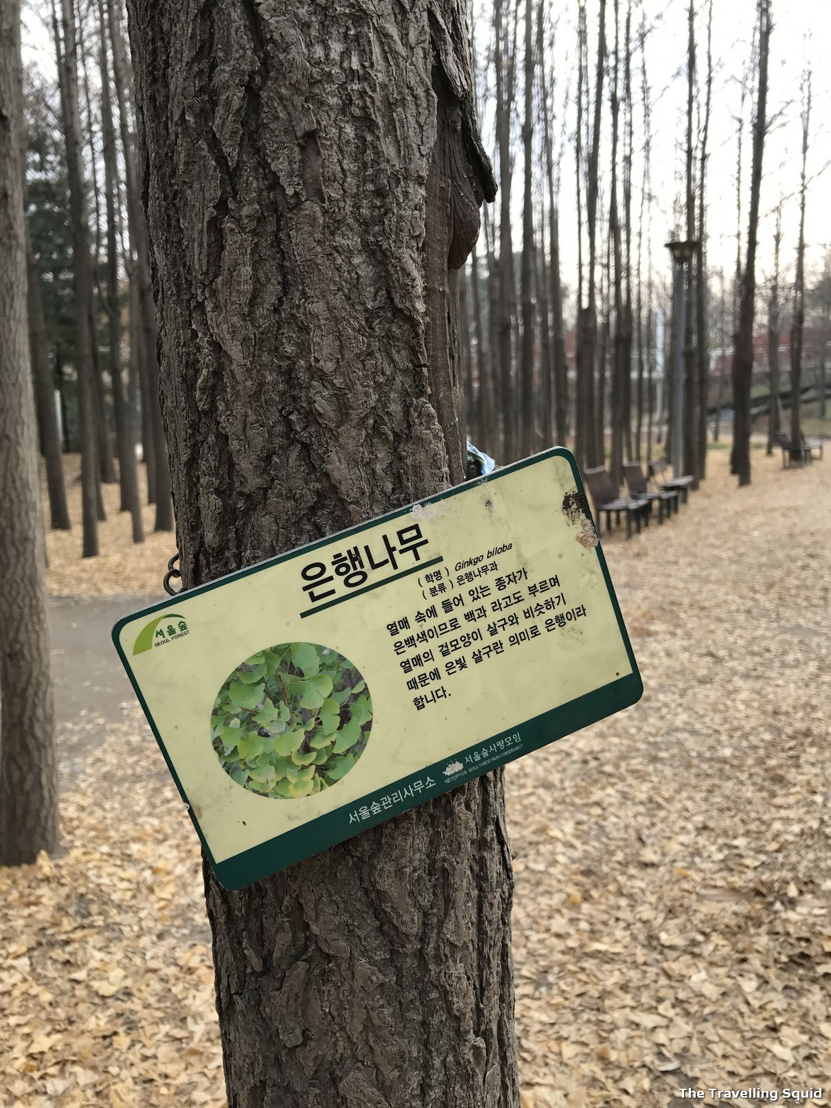 Ginkgo Trees of Seoul Forest