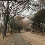 ﻿Photo story: The Ginkgo Trees of Seoul Forest