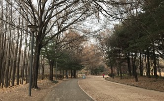 seoul forest ginko trees