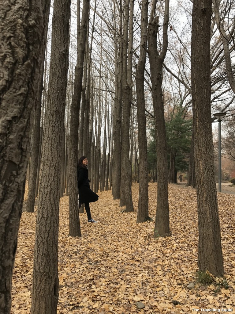 seoul forest ginko trees