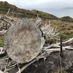 Felled trees at The Old Man of Storr – The Storr Native Woodland Project 