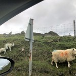 Five reasons why I stopped eating lamb (after visiting Scotland)