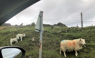 lambs scotland Quiraing isle of skye