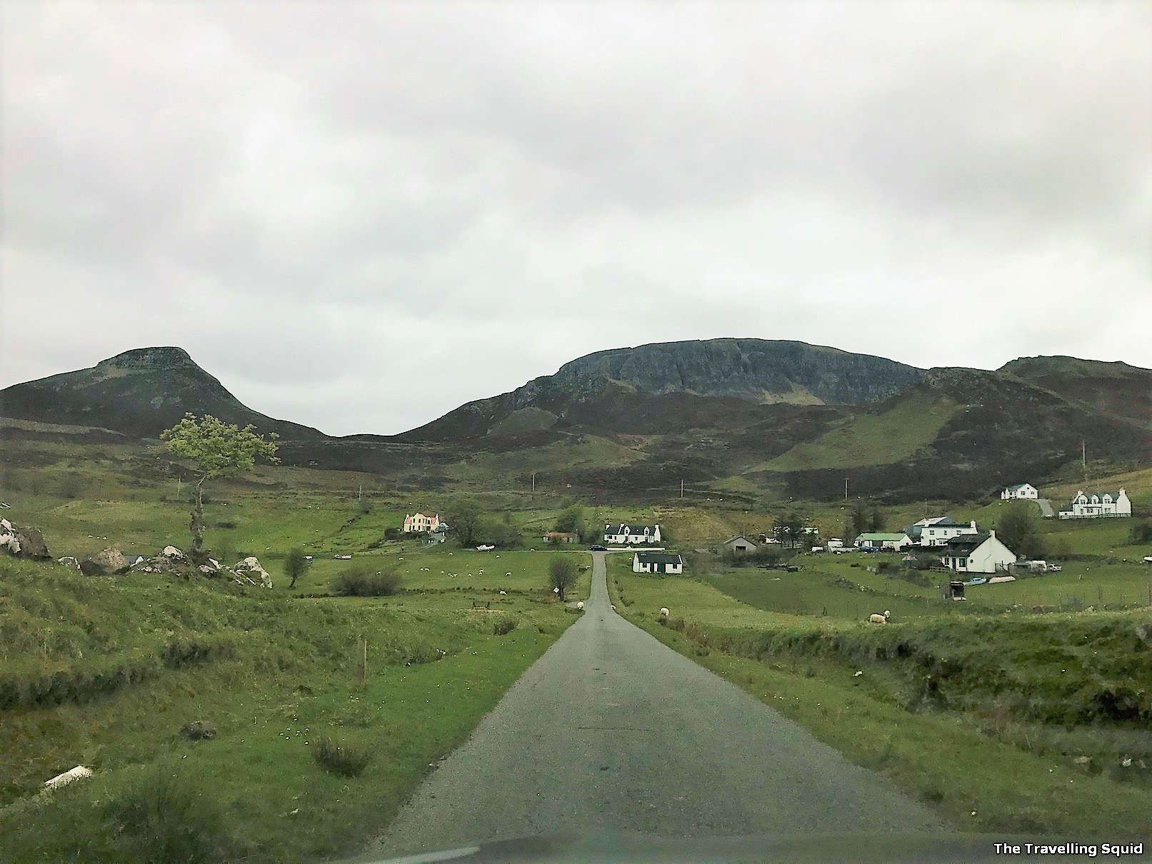 lambs scotland Quiraing isle of skye