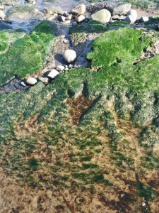 an corran beach dinosaur footprint