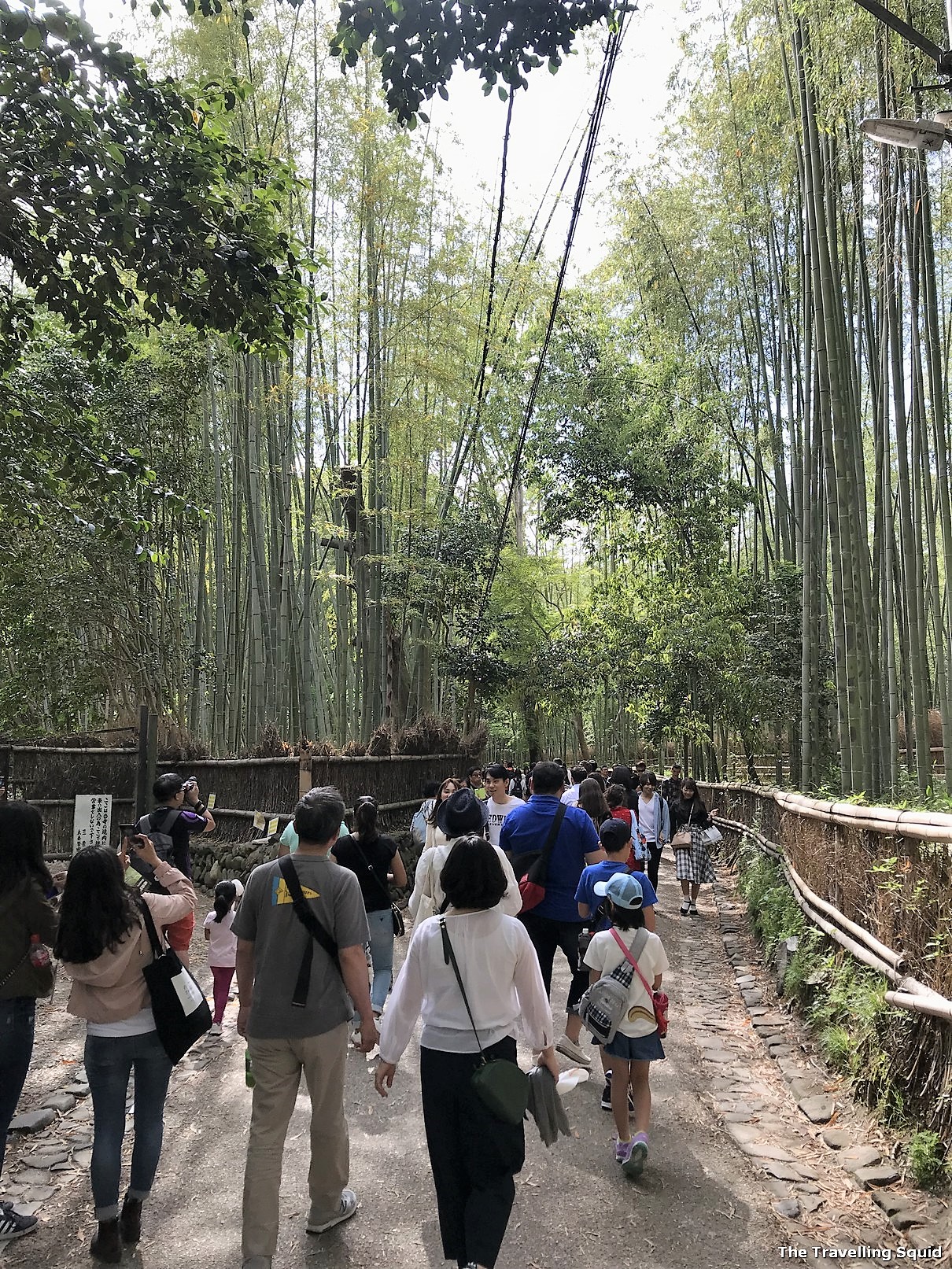 things to know about the Arashiyama Bamboo Forest in Kyoto