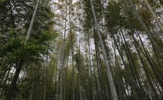 Arashiyama Bamboo Forest in Kyoto