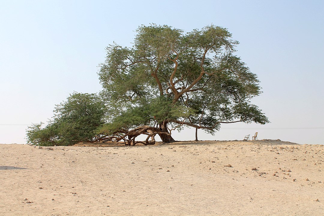 The Tree of Life in Bahrain