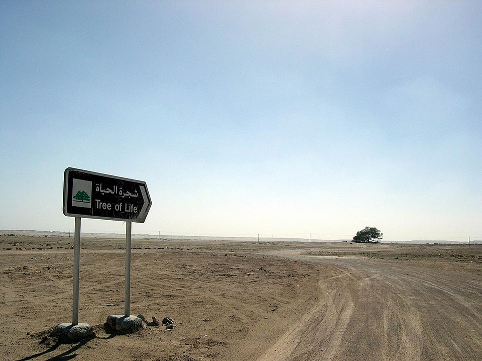 Road Tree_of_Life_in_Bahrain