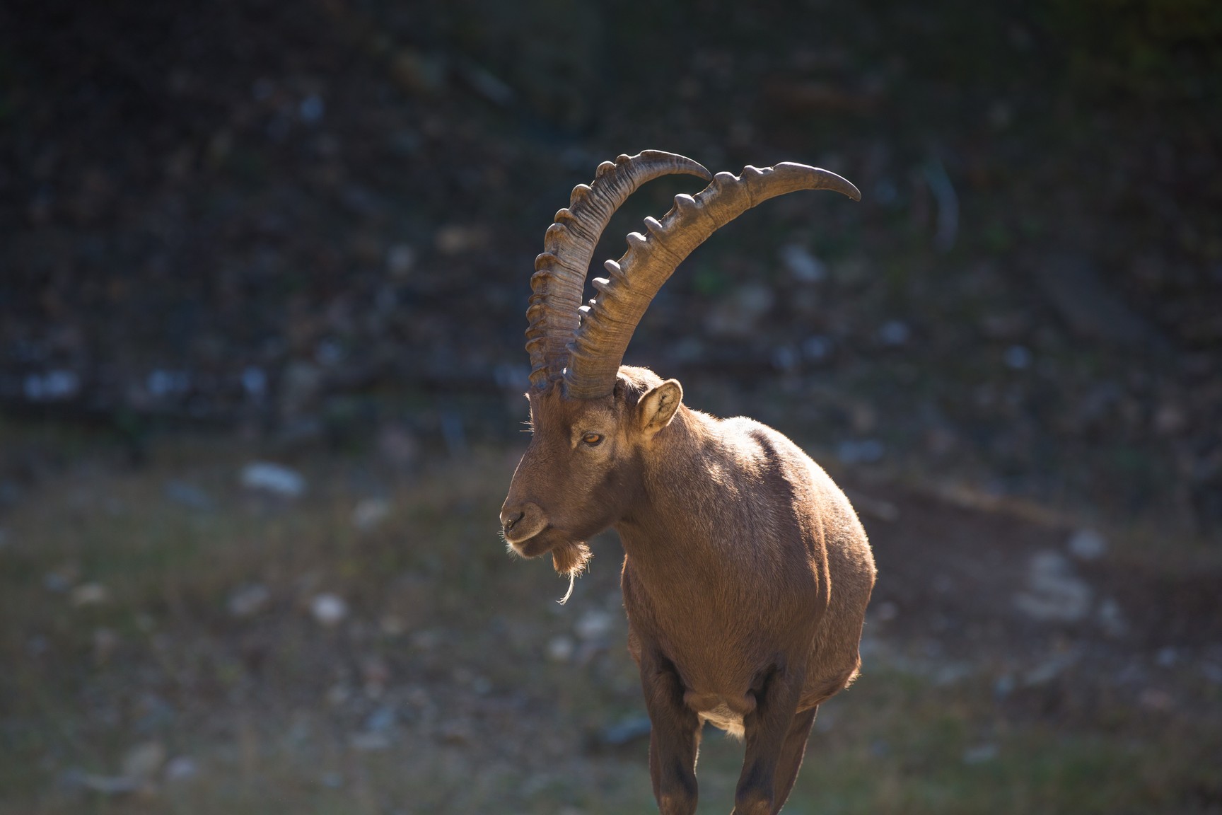 ibex pakistan