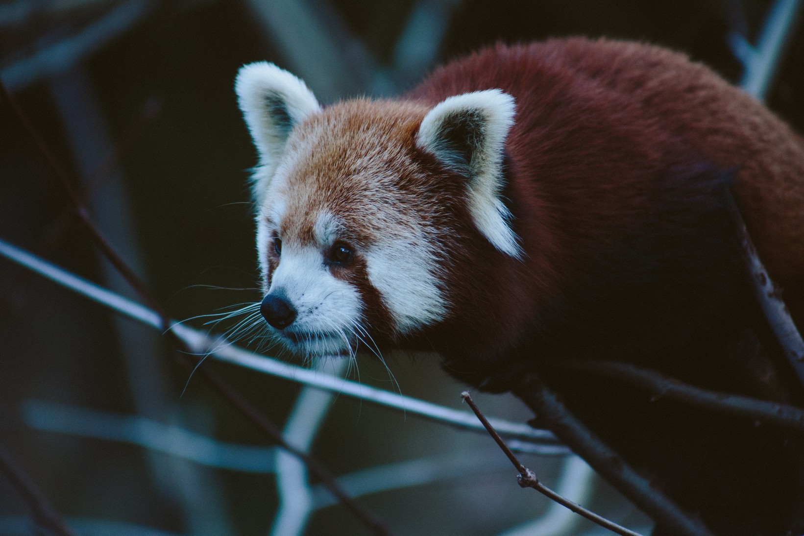 Red panda australia