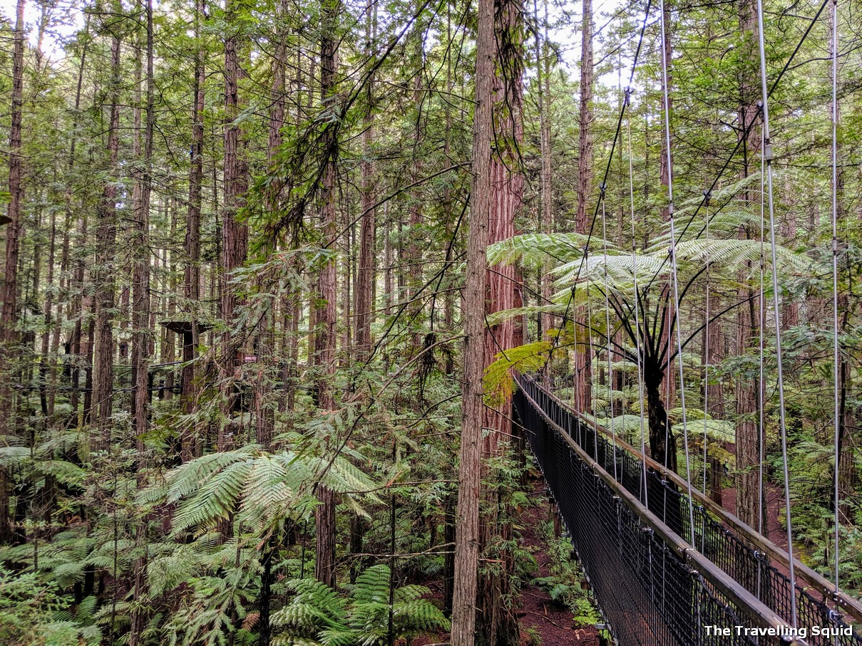 bridge redwood treetop walk rotorua
