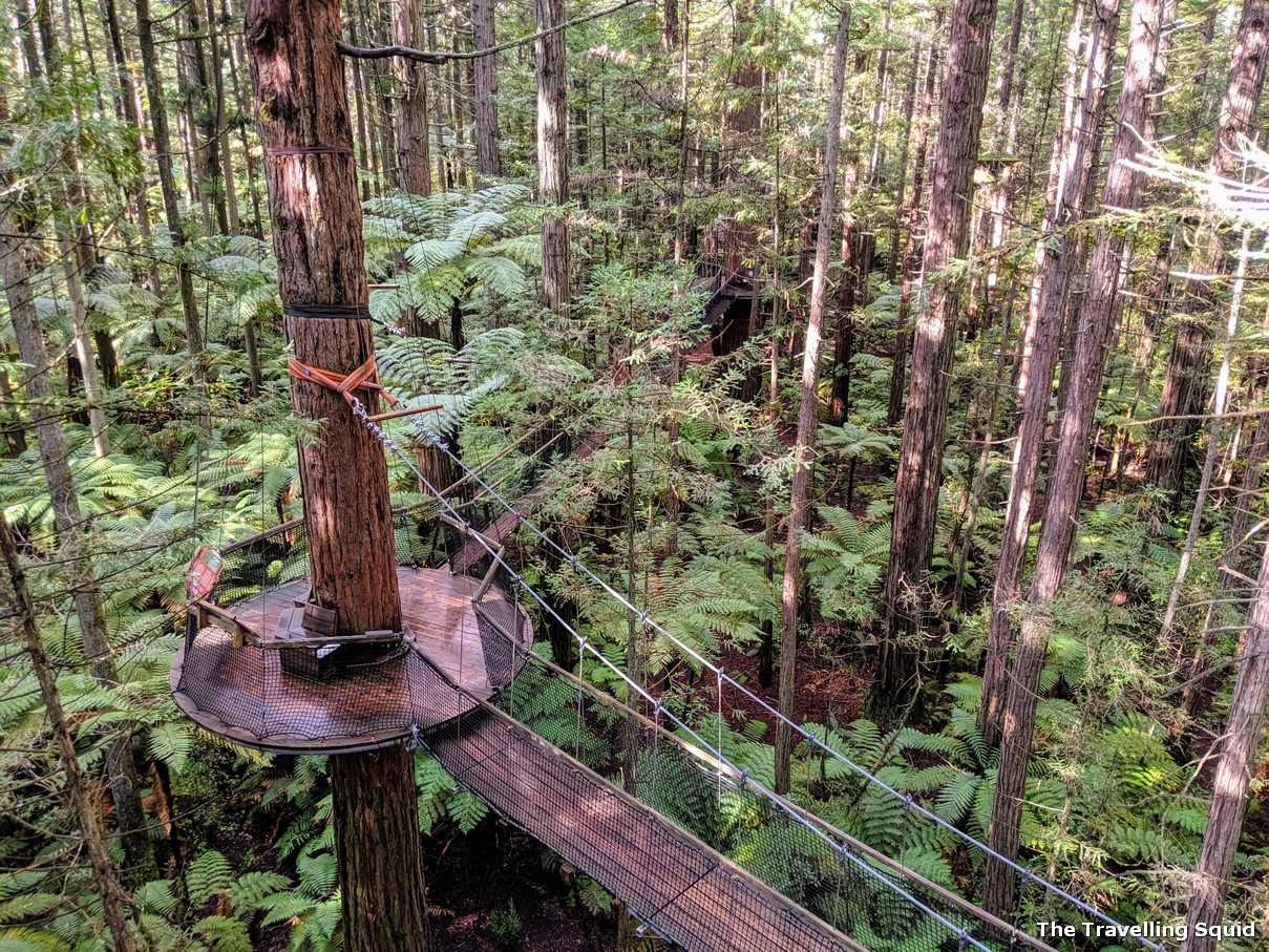 redwoods rotorua treetop walk