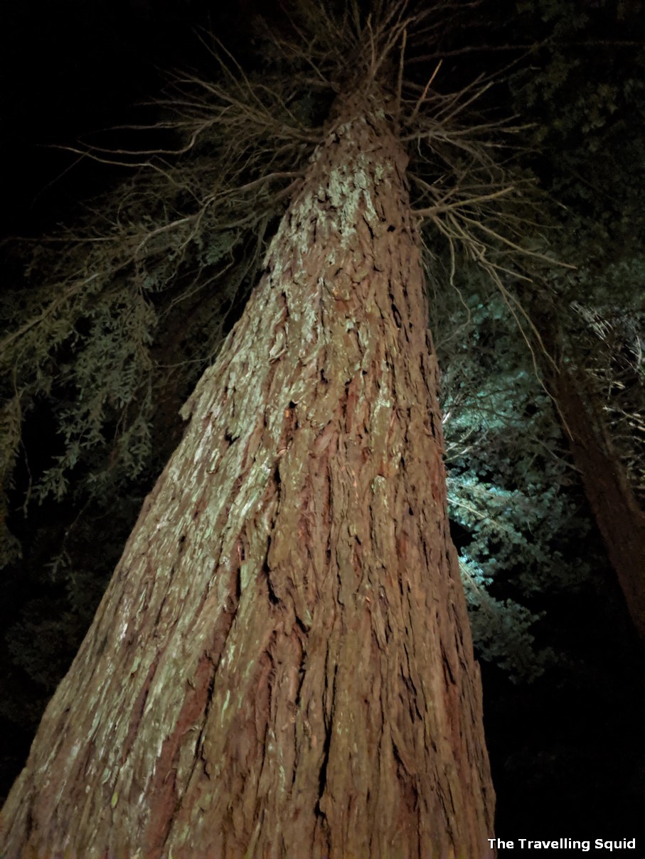 Whakarewarewa Forest in Rotorua at night