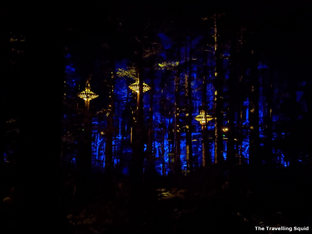 Whakarewarewa Forest in Rotorua at night